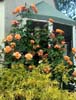 Climbing Rose Westerland